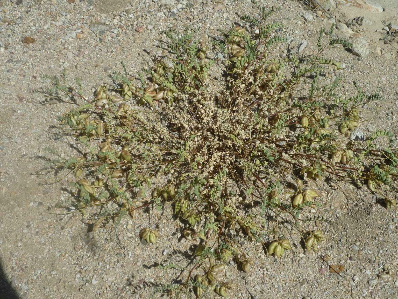 High Resolution Astragalus douglasii Plant